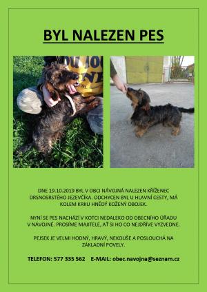 Leták - byl nalezen pes